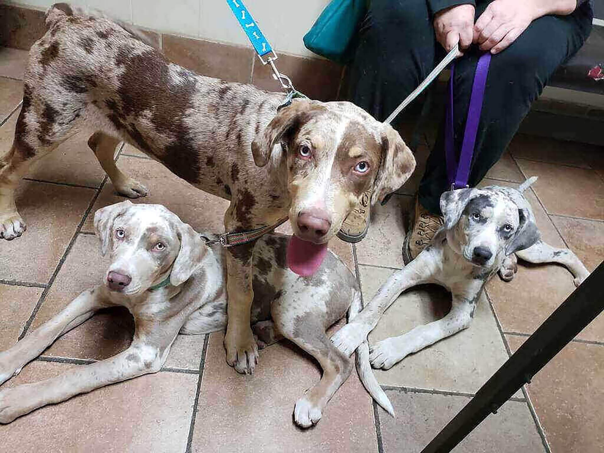 Arkansas City Veterinarian