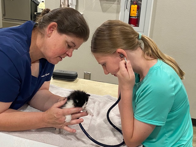 Vet Clinic Kitten