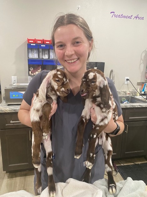 baby farm animals