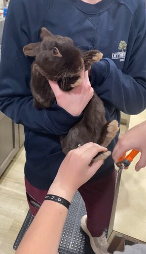 Black Bunny Rabbit