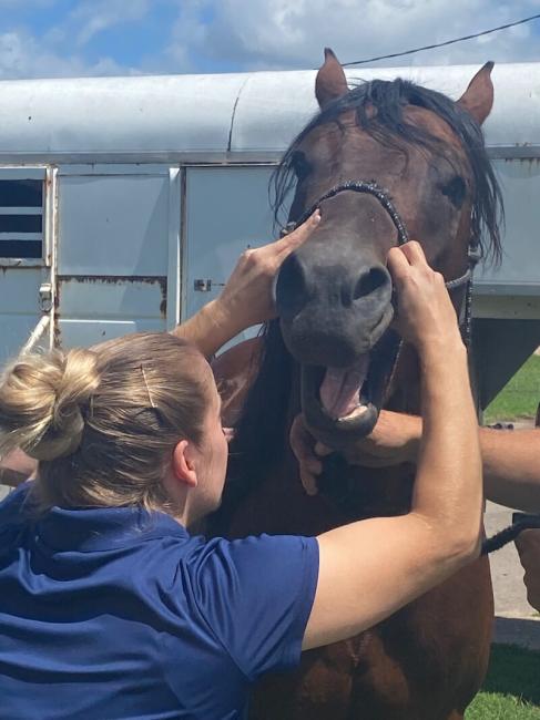 equine services at cottonwood animal clinic