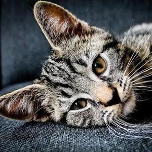 Cat Services in Arkansas City