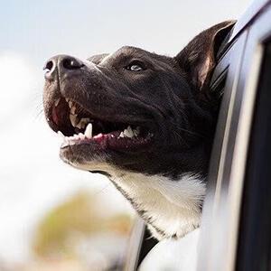 Dog Services in Arkansas City