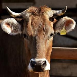 Large Animal Services in Arkansas City