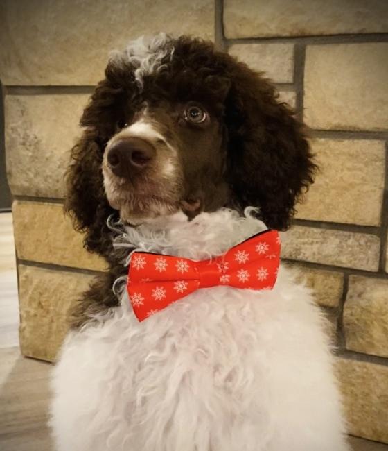 Dog Services Bow Tie