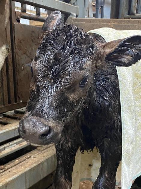 Large Animal Cow