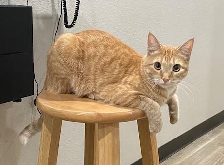 Cute Ginger Cat Services